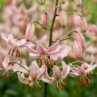 Thumbnail for Candy Morning Martagon Lily (Lililum Martagon, Lily Div II)