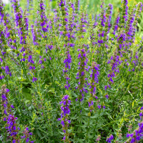 Hyssop Flower, 1,300 years old heirloom