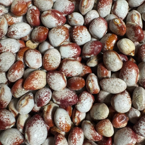 Mayflower Bean, Heirloom 1500's, Cut-short Bean