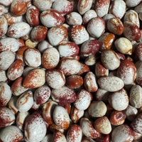 Thumbnail for Mayflower Bean, Heirloom 1500's, Cut-short Bean