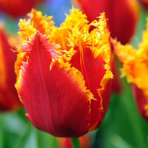 Fringed Tulip 'Fabio' Tulip Bulbs (Fringe Tulips)