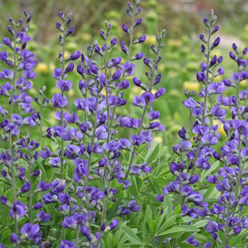 Indigo Baptisa, False Indigo -U.S. Native, Nitrogen Fixing