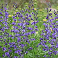 Thumbnail for Indigo Baptisa, False Indigo -U.S. Native, Nitrogen Fixing