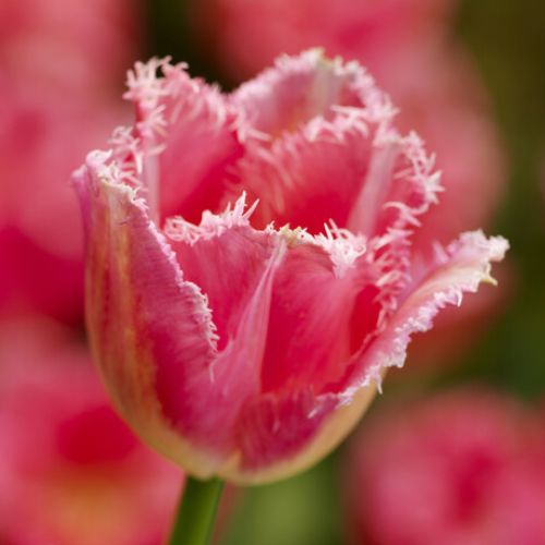 Fringed Tulip 'Fancy Frills' Tulip Bulbs (Fringe Tulips)