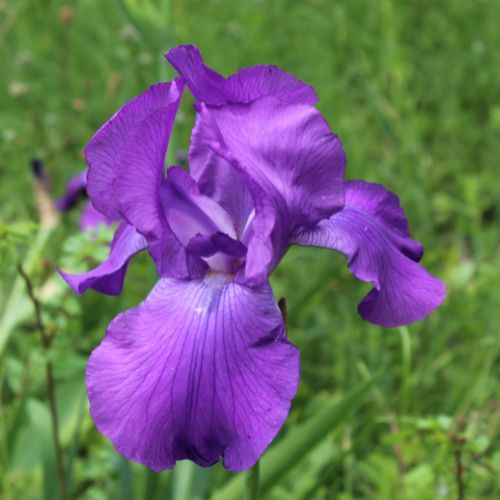 Bearded Iris 'Feedback' (Rebloomer)