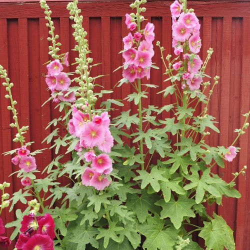 Figleaf Hollyhocks - Naturally Rust Resistant with Gorgeous Blooms and Figlike Leaves