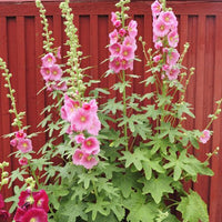 Thumbnail for Figleaf Hollyhocks - Naturally Rust Resistant with Gorgeous Blooms and Figlike Leaves