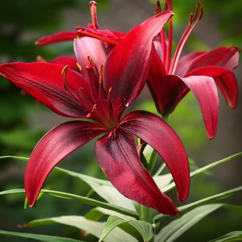 'Firebolt' Oriental Lily (Oriental Lilium)