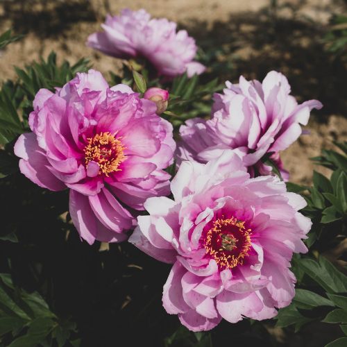 First Arrival- Itoh Peony, 1986 introduction, Wisconsin