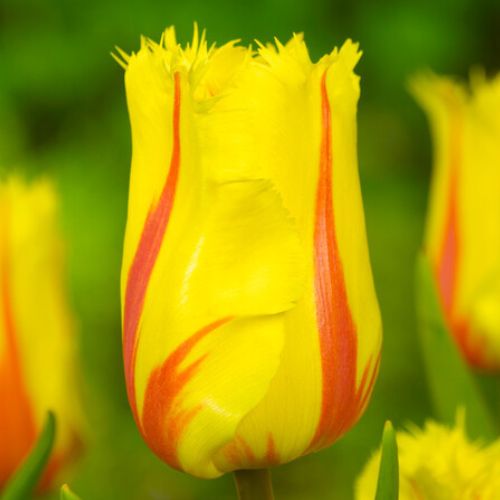 Fringed Tulip 'Flamenco' Tulip Bulbs (Fringe Tulips)