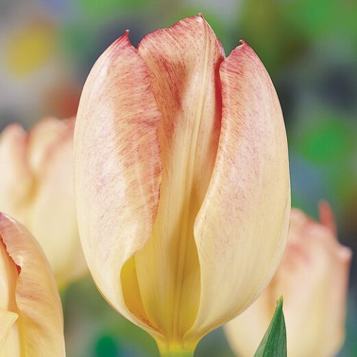 Flaming Emperor Tulip Bulbs