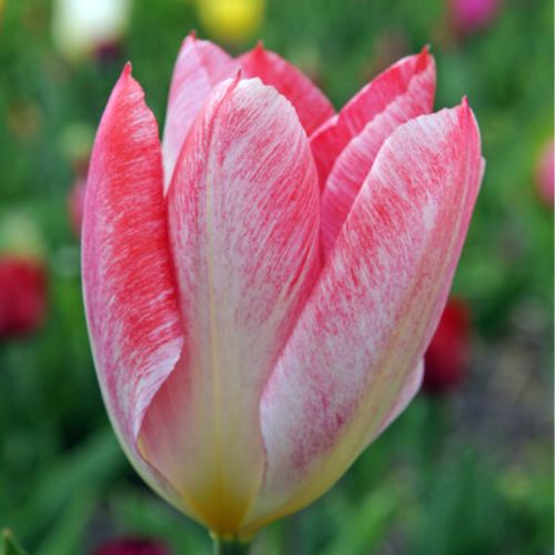 Flaming Emperor Tulip Bulbs, openining