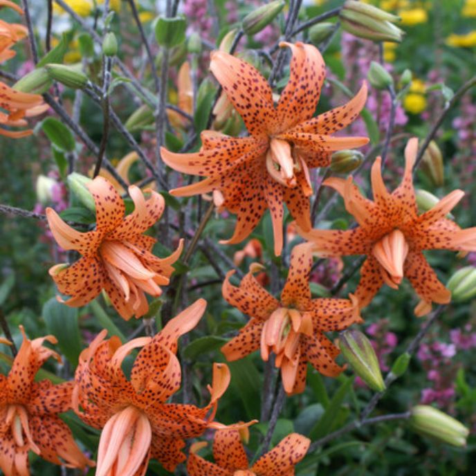 'Flore Pleno' Lillium Tiger (Tiger Lily)