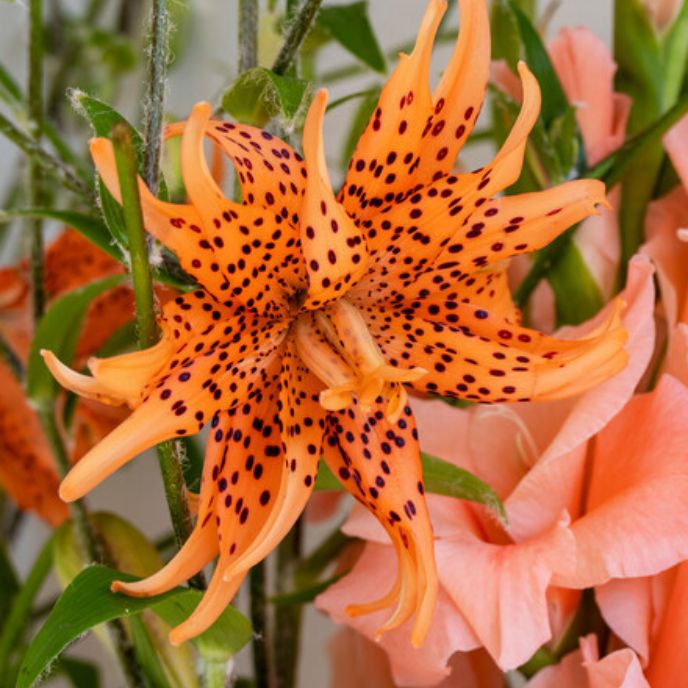 'Flore Pleno' Lillium Tiger (Tiger Lily)