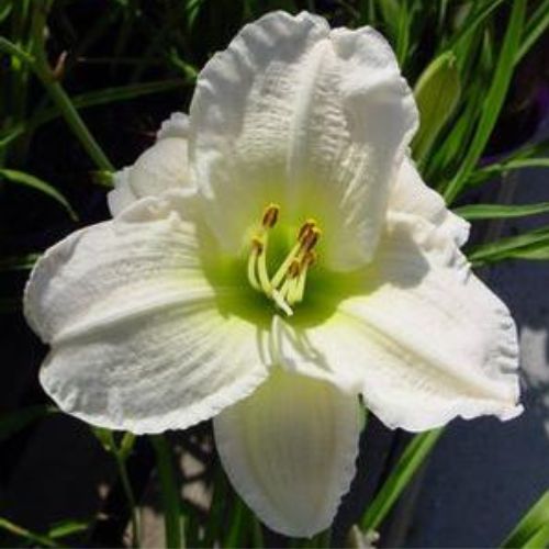 Daylily 'Gentle Shepherd' (Hemerocallis)