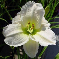 Thumbnail for Daylily 'Gentle Shepherd' (Hemerocallis)