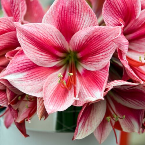 'Gervase' Hippeastrum, Amaryllis, Pink and White Blossoms