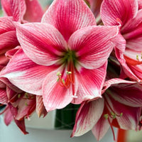 Thumbnail for 'Gervase' Hippeastrum, Amaryllis, Pink and White Blossoms