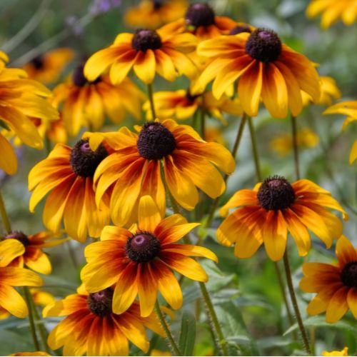 Glorioso Daisy, Black-eyed Susan cultivar seeds, Wildflower