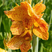 Thumbnail for Golden Lucifer Canna, Dwarf Green-leaf Canna