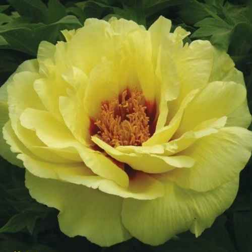 Golden Crown (Huang Guan) Tree Peony, Bare Root