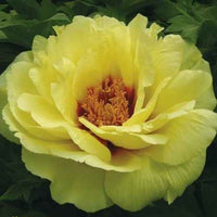 Thumbnail for Golden Crown (Huang Guan) Tree Peony, Bare Root