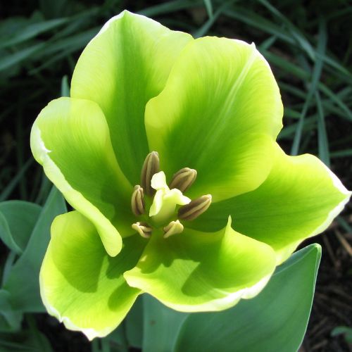 Green Tulip 'Green Power' Tulip Bulbs (Green Tulips)
