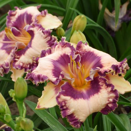 Daylily 'Hanalei Bay' (Hemerocallis)