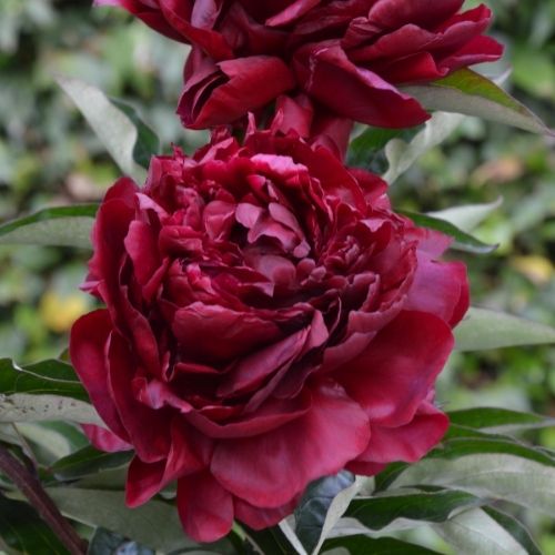 Highlight - Peony, 1952 origin, Illinois, lactiflora