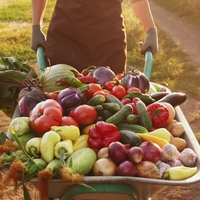Thumbnail for The Homesteader's Harvest - 40 of our Best Peforming Seed Varieties