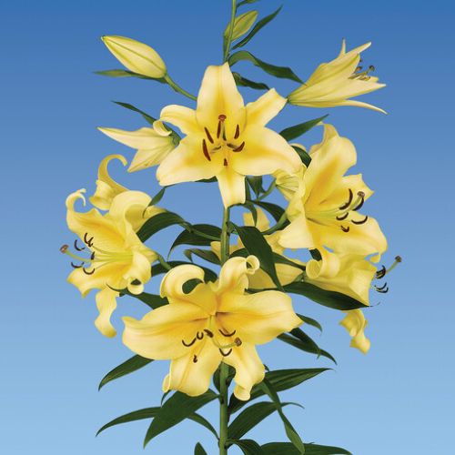 Honeymoon Lily, (Orientpet or OT Hybrid Lily)