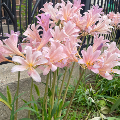 Naked Lady Lily, Surprise Lily, Lycoris Squamigera (North and Central USA)