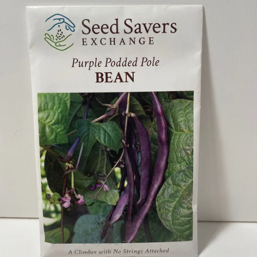 Purple Podded Pole Bean Seeds, 1930’s Heirloom