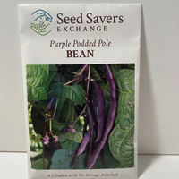 Thumbnail for Purple Podded Pole Bean Seeds, 1930’s Heirloom