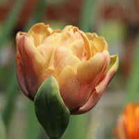 Thumbnail for Tulips - Pre-Chilled and ready to plant!