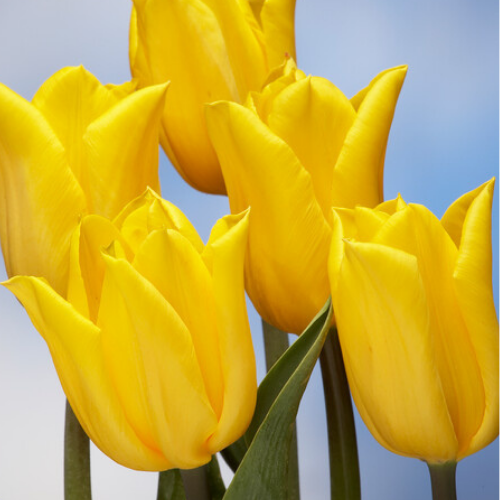 Tulips - Pre-Chilled and ready to plant!