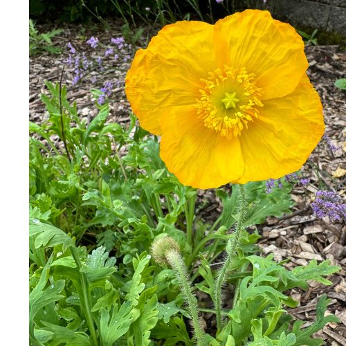 Iceland Poppy Mix, Cool Season Blooms, Pollinator Flower