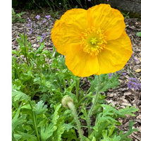 Thumbnail for Iceland Poppy Mix, Cool Season Blooms, Pollinator Flower