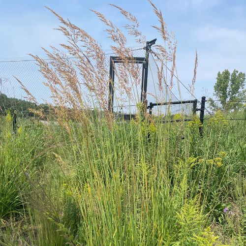 Indian Grass Seeds - Prairie Native