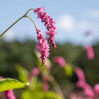 Thumbnail for Kiss-Me-Over-the-Garden-Gate Flower, Heirloom