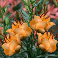 Thumbnail for 'Apricot Fudge' Lily (LA Hybrid Lily - Longiflorum Asiaticum lily)