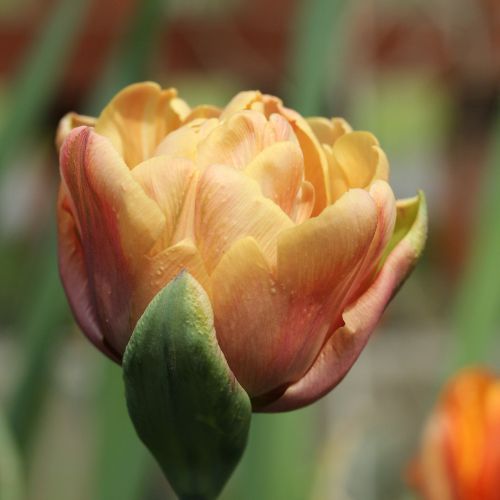 La Belle Epoque Tulips (Double Late Tulip)