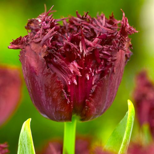 Fringed Tulip 'Labrador' Tulip Bulbs (Fringe Tulips)