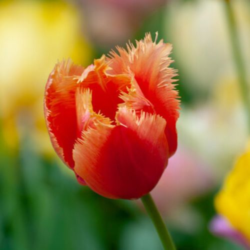 Fringed Tulip 'Lambada' Tulip Bulbs (Fringe Tulips)