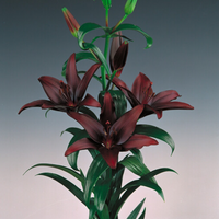 Thumbnail for Landini Lily, (Asiatic Lily, Lily Div I)