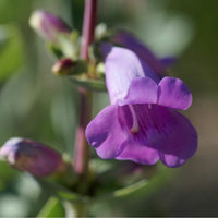Thumbnail for Large-Flowered or Shell-Leaf Penstemon (Beard Tongue)- Mid West, Central US Native