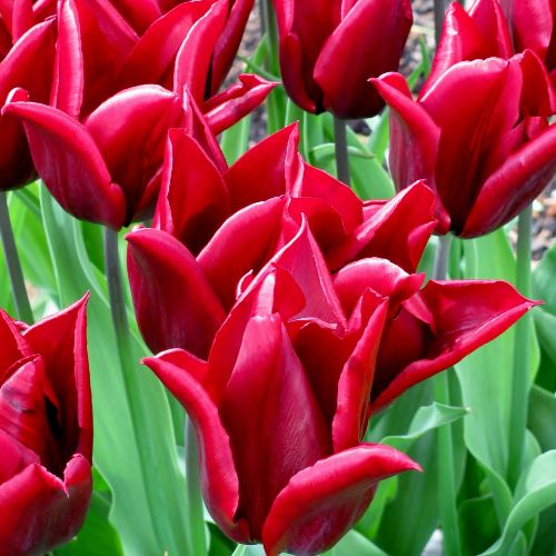 Lily Tulips 'Lasting Love' Tulip Bulbs (Lily Tulips), Dark Red Tulips