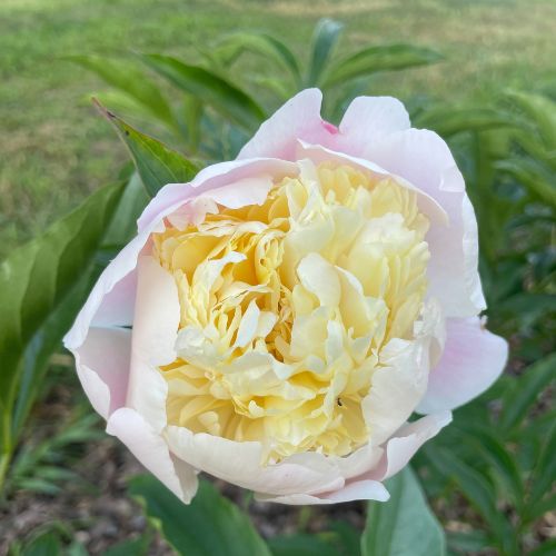 Laura Dessert - Peony, 1913 introduction, France, lactiflora