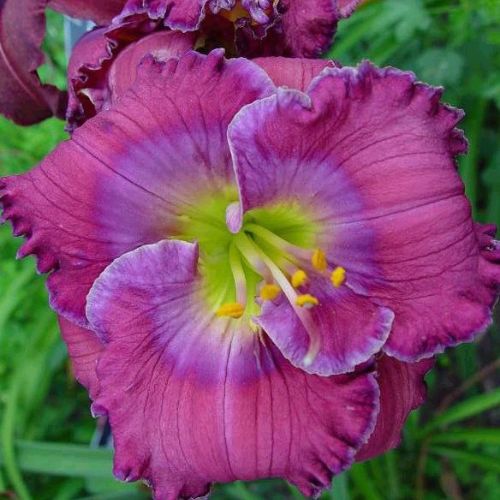 Daylily 'Lavender Blue Baby' (Hemerocallis)