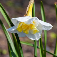 Thumbnail for Butterfly Daffodil - ‘Lemon Beauty’ Daffodil (Midseason flowering)